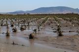 Αγρότες, Μέχρι, Φεβρουαρίου,agrotes, mechri, fevrouariou