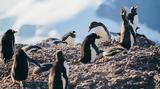 Ανταρκτική, Γρίπη, Φόκλαντ - Νεκροί 200,antarktiki, gripi, foklant - nekroi 200