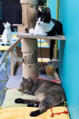 Cat Café Athens, Αθήνας,Cat Café Athens, athinas