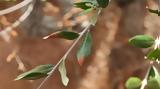 Ενημερωτική, Xylella,enimerotiki, Xylella