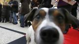 ΔΕΘ, Βραβευμένοι, Discover Dogs 2024,deth, vravevmenoi, Discover Dogs 2024
