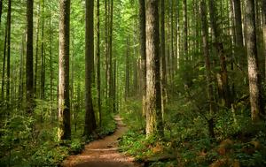Το νέο πλαίσιο για τη διαχείριση των δημόσιων δασών