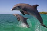 Δελφίνι, Πρέβεζας,delfini, prevezas
