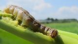 Spodoptera, Ανησυχία,Spodoptera, anisychia