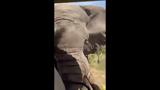 Eλέφαντας, – Τρομακτικό, Ζάμπια,Elefantas, – tromaktiko, zabia