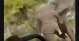 Ελέφαντας, Ζάμπια, Νεκρή, 80χρονη - Βίντεο,elefantas, zabia, nekri, 80chroni - vinteo