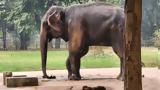 Τραγωδία, Μπανγκλαντές, Ελέφαντας,tragodia, bangklantes, elefantas
