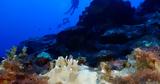 Τα κοράλλια ανά τον κόσμο ασπρίζουν λόγω της υπερθέρμανσης των ωκεανών,