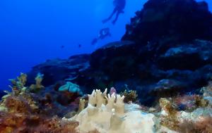 Τα κοράλλια ανά τον κόσμο ασπρίζουν λόγω της υπερθέρμανσης των ωκεανών