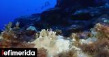 Τα κοράλλια αργοσβήνουν στους ωκεανούς -Η μαζική λεύκανσή τους διαταράσσει τη θαλάσσια ζωή και την οικονομία,