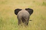 Ελέφαντας, Χάος,elefantas, chaos