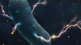 Οι επιστήμονες «είδαν» το… μυστικό των βακτηρίων που ζούν μέσα μας,