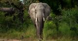 Ο αφρικανικός ελέφαντας το πιο δυνατό ζώο του πλανήτη με βάση την τεχνητή νοημοσύνη,