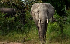 Ο αφρικανικός ελέφαντας το πιο δυνατό ζώο του πλανήτη με βάση την τεχνητή νοημοσύνη