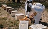 Save, Bee -The Parnitha Bee Project, Περιφέρειας Αττικής,Save, Bee -The Parnitha Bee Project, perifereias attikis