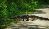Αλιγάτορας Φλόριντα, Μόνο, 38χρονος,aligatoras florinta, mono, 38chronos