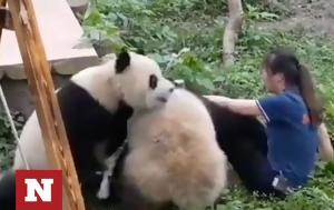 Κίνα, Ρεαλιστικό Kung Fu Panda -, kina, realistiko Kung Fu Panda -