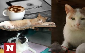 Cat Cafe, Αθήνας, Cat Cafe, athinas