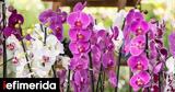 Ορχιδέες, -Τα,orchidees, -ta