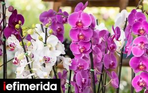 Ορχιδέες, -Τα, orchidees, -ta