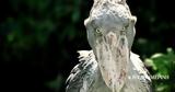 Shoebill, Το…,Shoebill, to…