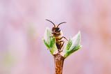 Έκθεση, Bees, A Story, Survival, Παγκόσμιο Μουσείο, Λίβερπουλ,ekthesi, Bees, A Story, Survival, pagkosmio mouseio, liverpoul