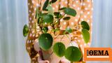Τι είναι το plant parenting και γιατί είναι το νέο trend,