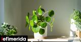 Πιλέα, -Είναι,pilea, -einai