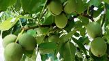Καρυδιά, – Πότε,karydia, – pote