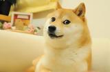 Όλα, Doge,ola, Doge