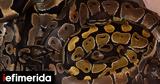 Τραγωδία, Ινδονησία, Πύθωνας 5, [σκληρό ],tragodia, indonisia, pythonas 5, [skliro ]
