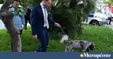 Ευρωεκλογές, Κασσελάκη, Φάρλι,evroekloges, kasselaki, farli