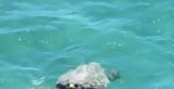 Ηλεία, Caretta -, Σπιάντζας,ileia, Caretta -, spiantzas