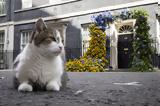 Λάρι, Downing Street,lari, Downing Street