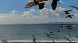 Γενικά, - Δροζίζει,genika, - drozizei
