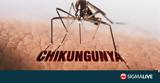 Κομισιόν, Πρώτο, Chikungunya,komision, proto, Chikungunya