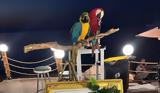 Χαλκιδική, Ξενοδοχείο, Macaw, - Πρόστιμο 20 000,chalkidiki, xenodocheio, Macaw, - prostimo 20 000