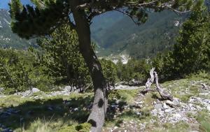 Τραγελαφικό, Λιτόχωρο, Αναζητούσαν Σκωτσέζο, Όλυμπο, tragelafiko, litochoro, anazitousan skotsezo, olybo