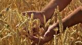 USDA, Χαμηλές,USDA, chamiles
