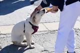 Hachiko, Τρίκαλα, Σκυλάκι,Hachiko, trikala, skylaki