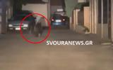 Αρκούδα, Άργους Ορεστικού Καστοριάς VIDEO,arkouda, argous orestikou kastorias VIDEO