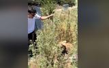 Σαμαρίνα, Φιλόζωος, … VIDEO,samarina, filozoos, … VIDEO