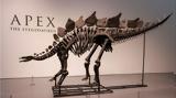 Apex,