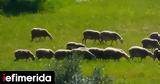 Thessaly Takes Action, Prevent Spread,Sheep, Goat Disease