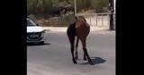 Οργή, Ρόδο, Άλογο,orgi, rodo, alogo