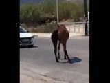 Οργή, Ρόδο, Άλογο,orgi, rodo, alogo