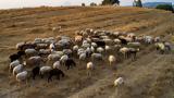 Πανώλη, Συνεχίζονται, Θεσσαλία,panoli, synechizontai, thessalia