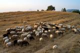 Πανώλη, Απαγόρευση, Ελλάδα,panoli, apagorefsi, ellada