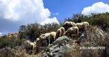 Πανώλη, Πρώτο, Δυτική Αττική,panoli, proto, dytiki attiki