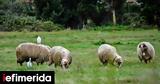 Αγροτικής Ανάπτυξης, Αττική -Η,agrotikis anaptyxis, attiki -i